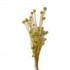 Bouquet de brindilles séché et emballé, 50g, H60-75 cm Couleur Vert