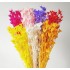 Bouquet de fleur d'anis étoilée séché et emballé, 100g, H50-75 cm
