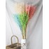 Bouquet d'avoine séché et emballé, 100g, H60-75cm
