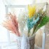 Dried and wrapped oat bouquet, 100g, H60-75cm