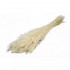 Dried and wrapped oat bouquet, 100g, H60-75cm Color Beige