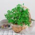 Bouquet of dried and wrapped gypsophila, 100g, H75cm