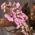 Bouquet of dried and wrapped forget-me-nots, 200g, H60-75 cm Color Pink
