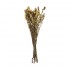 Bouquet de myosotis séché et emballé, 200g, H60-75 cm Couleur Beige
