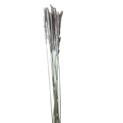 Dry reeds, H70CM - Grey