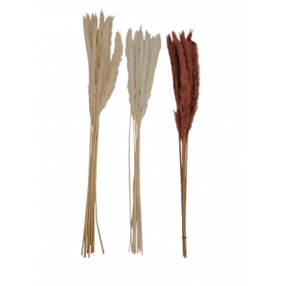 Dry reeds, H70CM - Pink