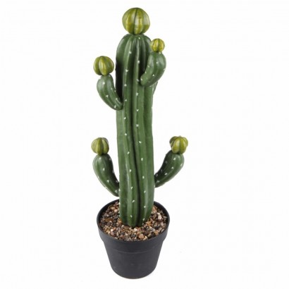 Cactusplant + zwarte pot