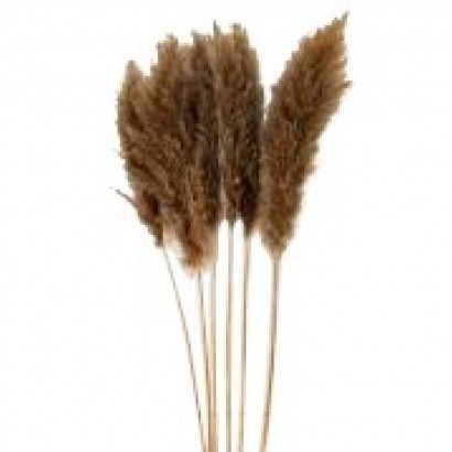 Dried natural pampas flower...